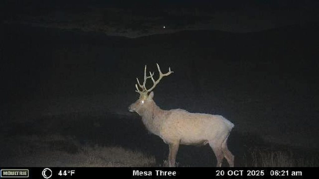 cdd47075-4e3f-43d1-9351-2c98a37f844c.jpg