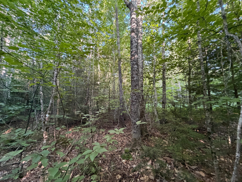 d558f925-1400-4363-9603-7caf261a1f44.jpg