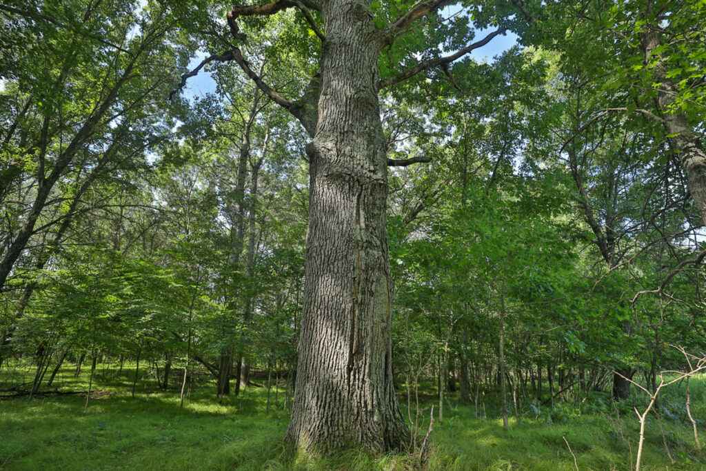 d87ce3a5-aa03-43c8-9e40-dede9c79cc56.jpg