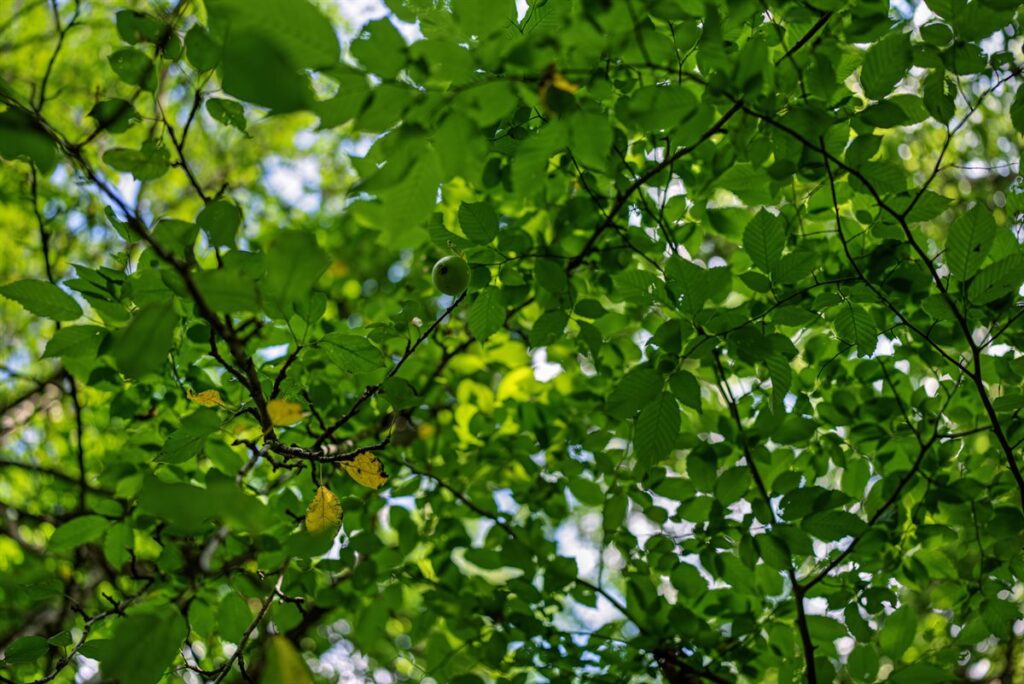 e2c6db29-db70-4038-b486-5a4a406eeae2.jpg