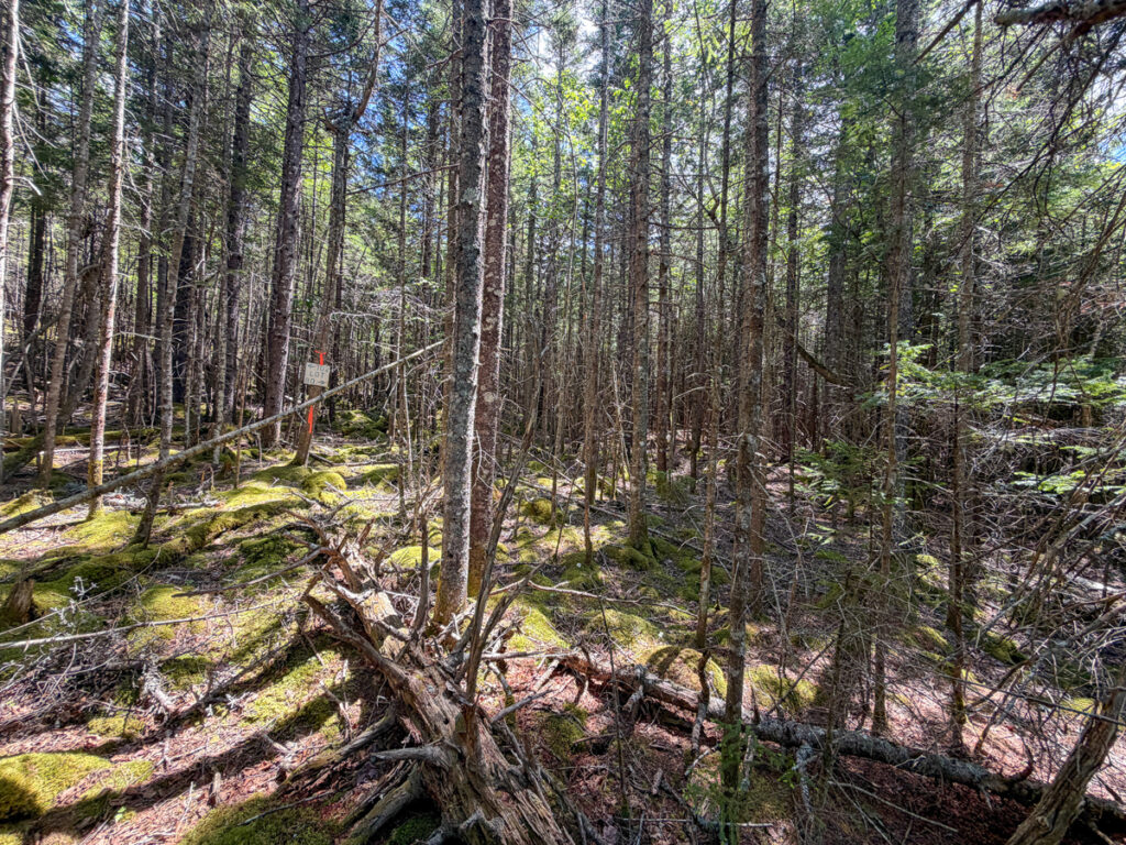 e3c50951-9102-4ed9-8948-02316bbbbf98.jpg