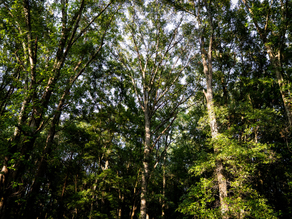Property photo for land for sale in Macon County Georgia