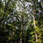 Property photo for land for sale in Macon County Georgia
