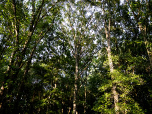 Property photo for land for sale in Macon County Georgia