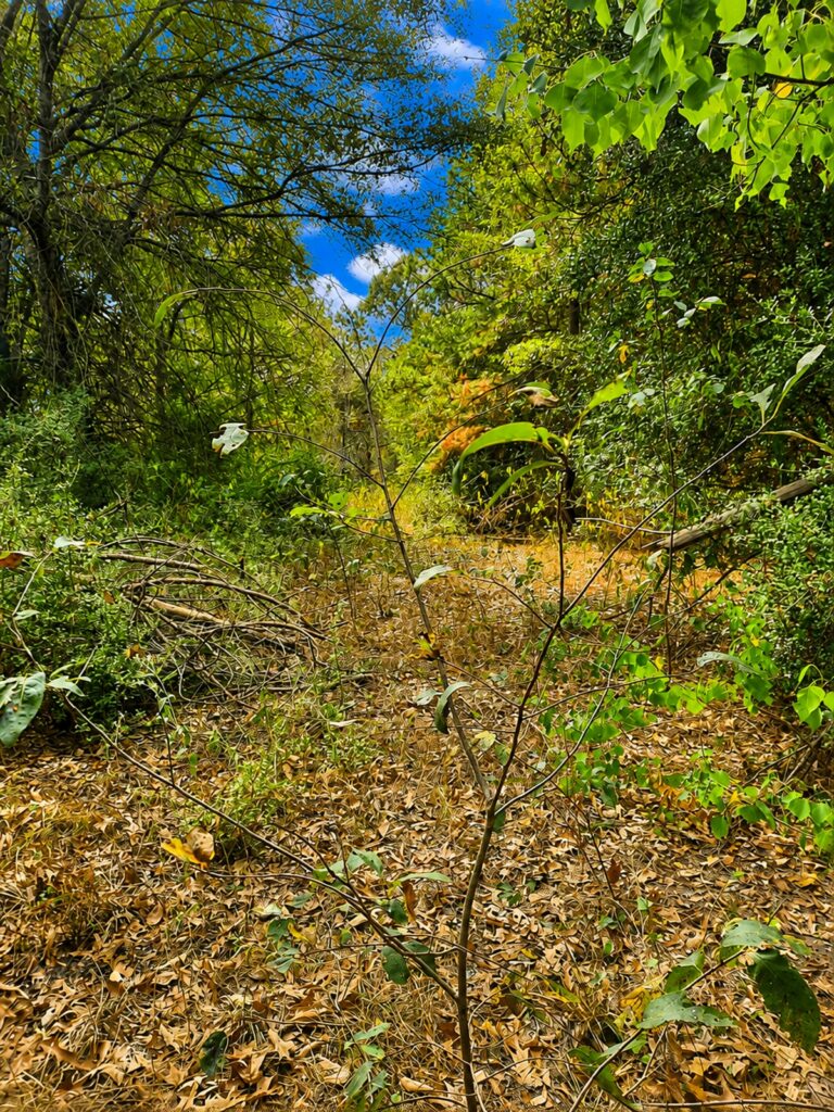 1ab58f23-4d23-4754-8dce-f59fd0ffb5fd.jpg