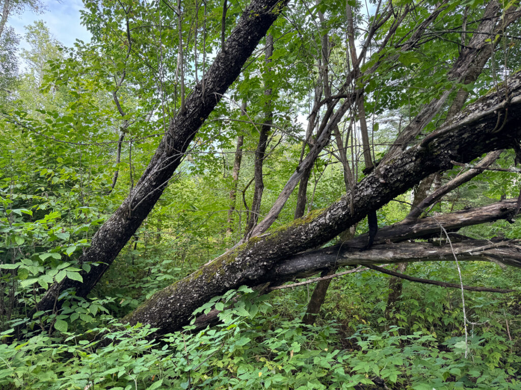 2c10253a-fb85-46ca-9301-a77cf750784b.jpg