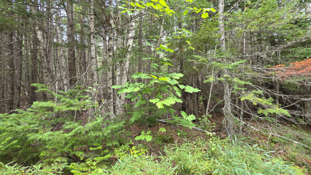 3120b3e5-3176-4631-82c7-477436b1ef54.jpg