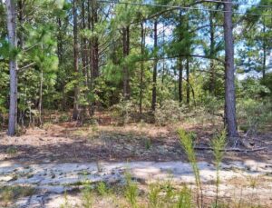 Property photo for land for sale in Marlboro County South Carolina