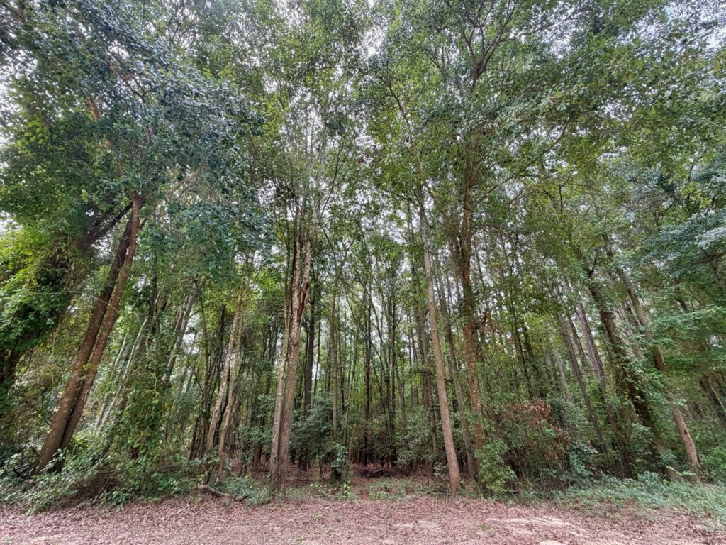 Property photo for land for sale in Chesterfield County South Carolina