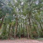 Property photo for land for sale in Chesterfield County South Carolina