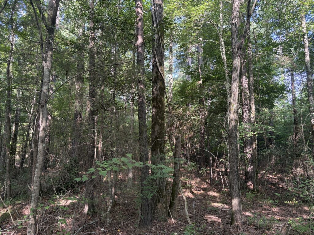 Property photo for land for sale in Cass County Texas