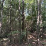 Property photo for land for sale in Cass County Texas
