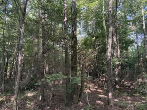 Property photo for land for sale in Cass County Texas