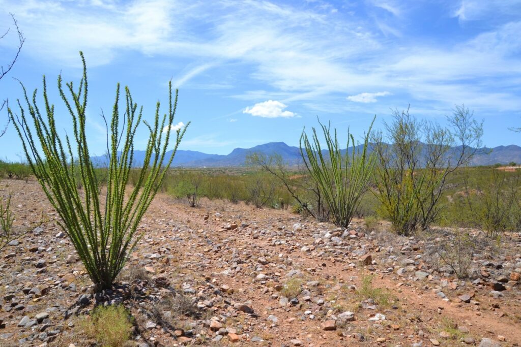 Property photo for land for sale in Cochise County Arizona