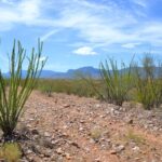 Property photo for land for sale in Cochise County Arizona