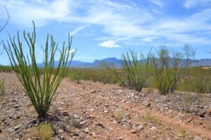 Property photo for land for sale in Cochise County Arizona