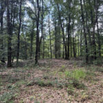 Property photo for land for sale in Colquitt County Georgia