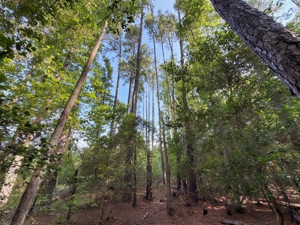 Property photo for land for sale in Chesterfield County South Carolina