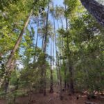 Property photo for land for sale in Chesterfield County South Carolina