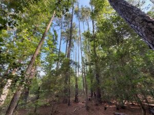 Property photo for land for sale in Chesterfield County South Carolina