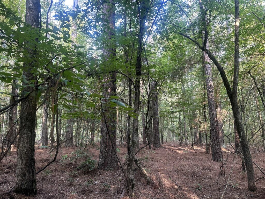 Property photo for land for sale in Calhoun County Arkansas