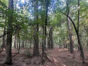 Property photo for land for sale in Calhoun County Arkansas