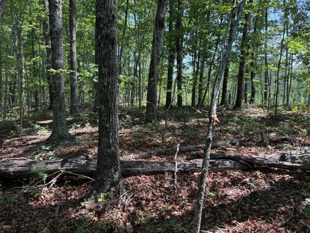 87eab3cb-9220-4c24-833a-53c066860d56.jpg