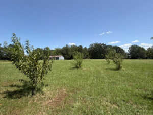 Property photo for land for sale in Titus County Texas