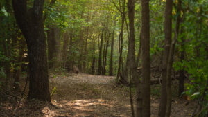 Property photo for land for sale in Smith County Texas