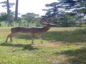 Property photo for land for sale in Marion County Arkansas
