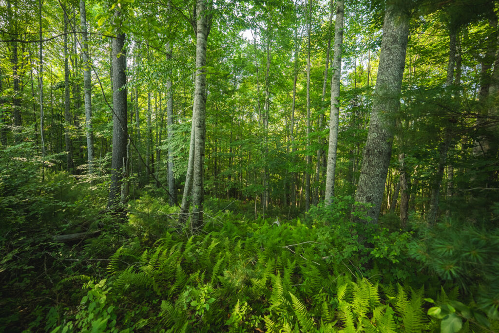 d06270d9-dd22-47b4-8661-2685a119d38b.jpg