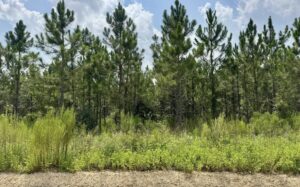 Property photo for land for sale in Hamilton County Florida