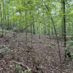 Property photo for land for sale in Perry County Tennessee