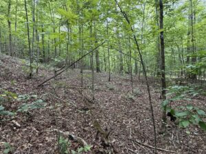 Property photo for land for sale in Perry County Tennessee