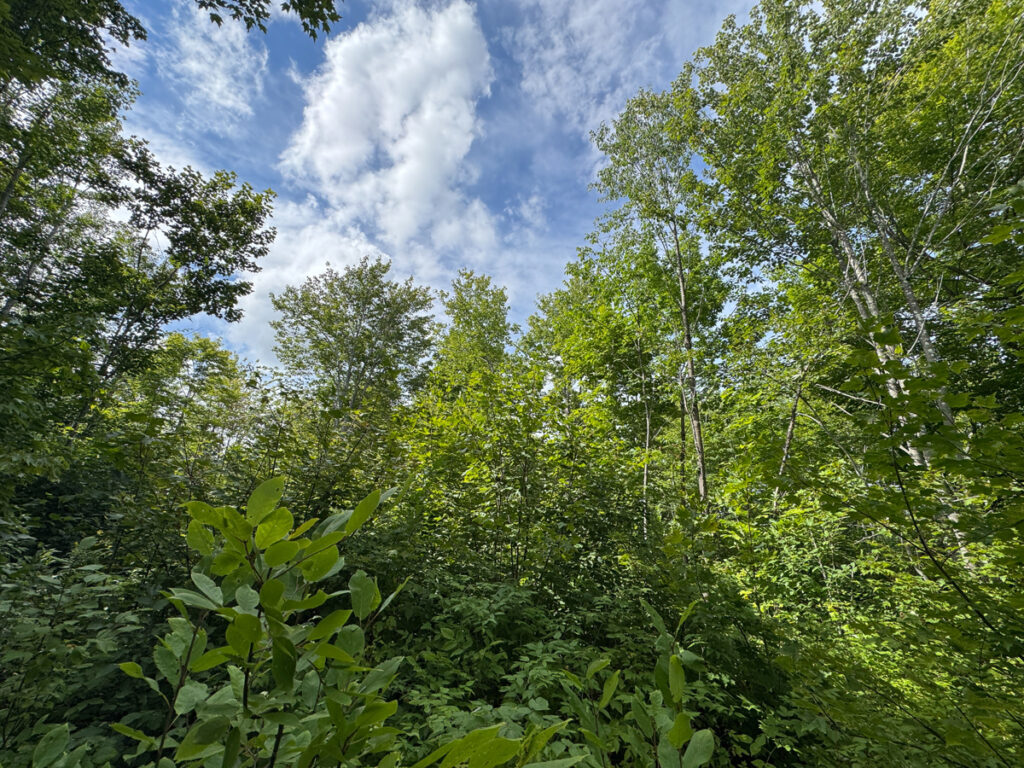 f3ae2053-0f31-4441-9639-7d41437282ee.jpg