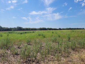 Property photo for land for sale in Red River County Texas