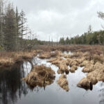 Property photo for land for sale in Washington County Maine