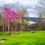 Property photo for land for sale in Shannon County Missouri