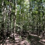 Property photo for land for sale in Columbia County Arkansas