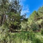 Property photo for land for sale in Chesterfield County South Carolina