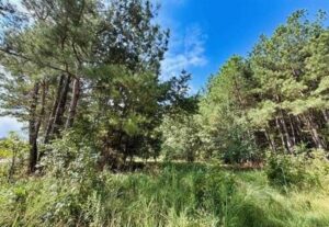 Property photo for land for sale in Chesterfield County South Carolina