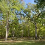 Property photo for land for sale in Gilchrist County Florida