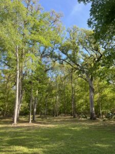 Property photo for land for sale in Gilchrist County Florida