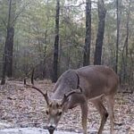 Property photo for land for sale in Bowie County Texas