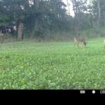 Property photo for land for sale in Decatur County Iowa