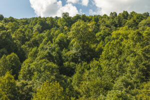Property photo for land for sale in Claiborne County Tennessee