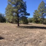 Property photo for land for sale in Rio Arriba County New Mexico