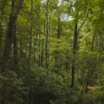 Property photo for land for sale in McDowell County North Carolina