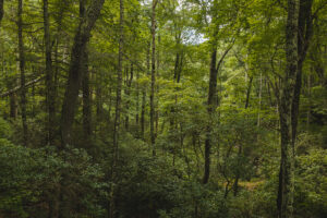 Property photo for land for sale in McDowell County North Carolina