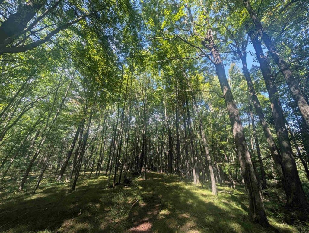 Property photo for land for sale in Waupaca County Wisconsin